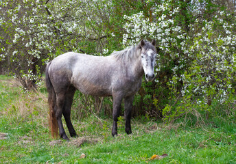 A serene spring scene featuring a dappled gray horse standing beside a blossoming white wildflower...