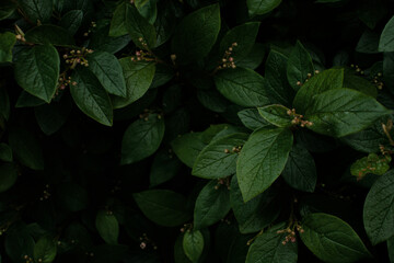 Green leaves of evergreen bush close up as dark floral botanical natural background pattern wallpaper backdrop