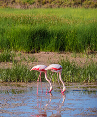 Two flamingos feeding in the lagoon