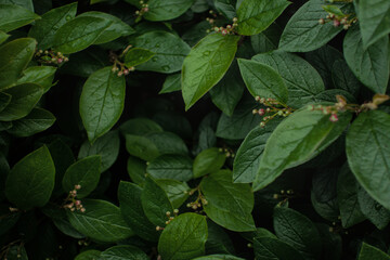 Green leaves of evergreen bush close up as dark floral botanical natural background pattern wallpaper backdrop, Cotoneaster lucidus, the shiny cotoneaster, or hedge cotoneaster 