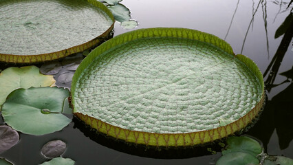 Aquatic plants. Closeup view of Victoria cruziana, also known as Irupe, giant waterlily green...