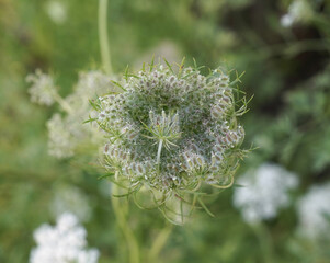 Floral. Top view of Daucus carota, also known as wild carrot, passed flower with seeds. 