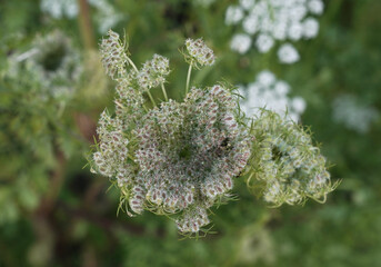 Floral. Top view of Daucus carota, also known as wild carrot, passed flower with seeds.	
