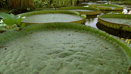 Aquatic plants. Closeup view of Victoria cruziana, also known as Irupe, giant waterlily green floating leaves, growing in the pond.