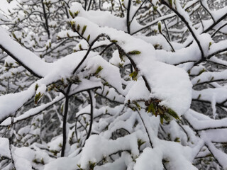Snowfall in spring, tree with blossoming leaves under the snow, close-up photo.