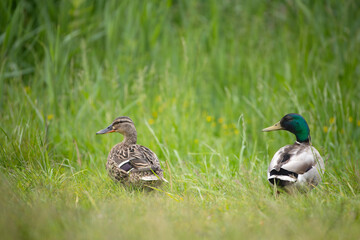 A pair of mallard ducks in a spring green meadow