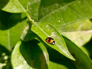 Resting ladybug on leaf