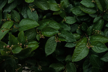 Green leaves of evergreen bush close up as dark floral botanical natural background pattern...