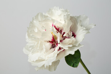 White peony with a purple center isolated on a grey background.