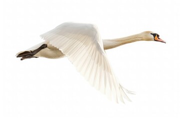 Obraz premium Graceful flight of a graceful swan, its elegant form gliding effortlessly across a tranquil lake, isolated on pure white background.