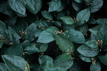 Green leaves of evergreen bush close up as dark floral botanical natural background pattern wallpaper backdrop, Cotoneaster lucidus, or hedge cotoneaster, drops of water after rain