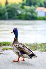 male duck, drake mallard (Anas platyrhynchos) runs on a promenade to the Danube river, Passau, Germany