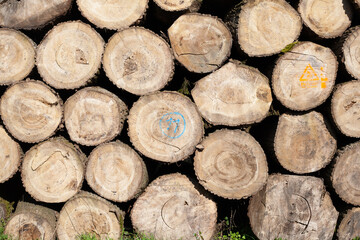 Pile of wood logs. Natural wooden background with closeup of clean cut of chopped firewood logs. - 793019762