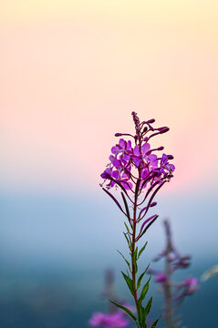 Pink narrow-leaved willowherb (Epilobium angustifolium) in the sunset on the Wasserkuppe in the Rh&ouml;n, Hessen, Germany	
