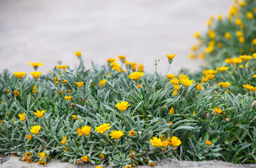 yellow flowers in a flowerbed in Cyprus 1