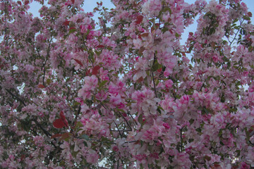 Pink flowers close up on branches of blooming sakura tree during spring cloudy weather