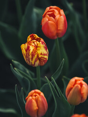 Vibrant Tulips in Full Bloom with Unique Patterns