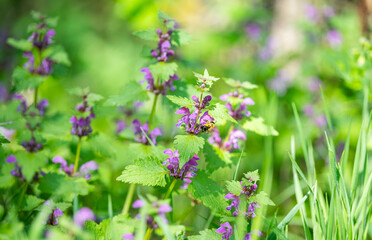 blooming nettle on a meadow