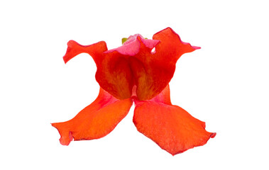 Antirrhinum flowers isolated