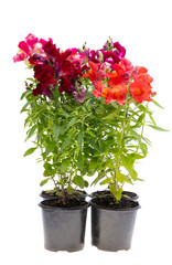 Antirrhinum flowers isolated