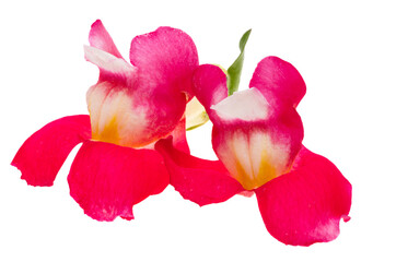 Antirrhinum flowers isolated