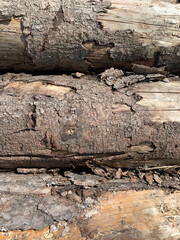 Background of weathered stacked logs very close up. Felled tree trunks with peeled bark in some places