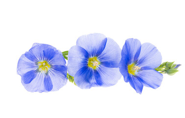 blue flax flowers isolated