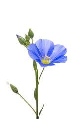 blue flax flowers isolated