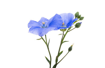 blue flax flowers isolated