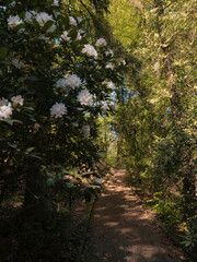 Feinste Farben, Wald Park Rhododendron blüht