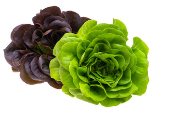 lettuce leaves isolated