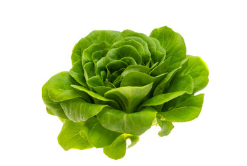 lettuce leaves isolated