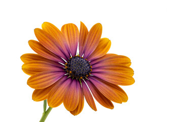 African chamomile, osteosperum