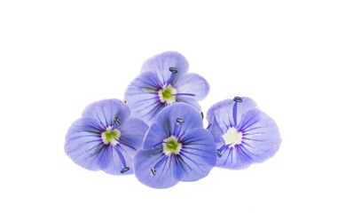Veronica flowers isolated