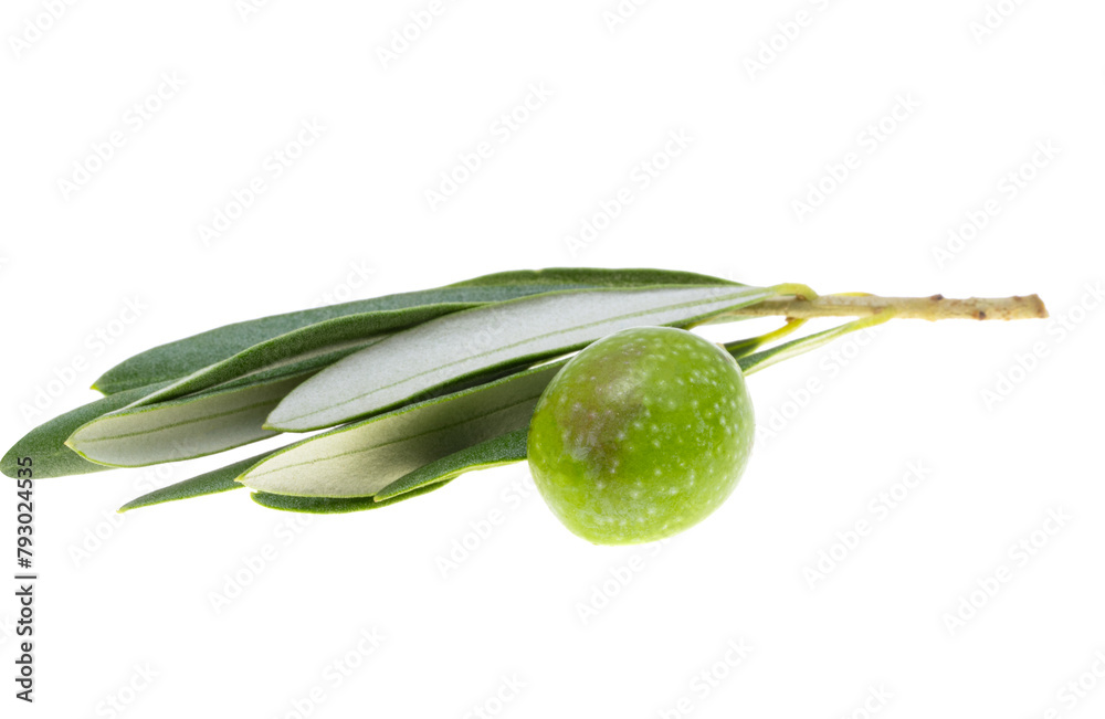 Sticker sprig with green olives isolated