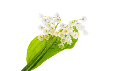 lily of the valley flowers isolated