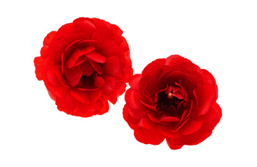 Ranunculus flowers isolated