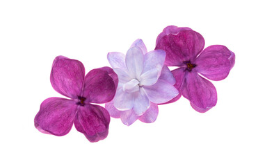 Lilac flowers isolated