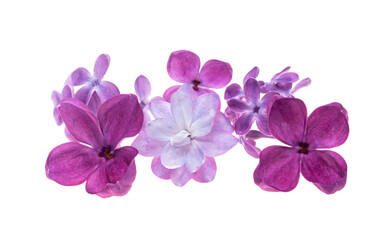 Lilac flowers isolated