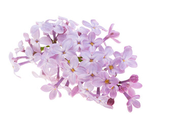 Lilac flowers isolated