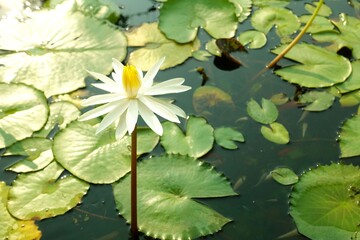 White lotus flower blooming and fish in the pond. 