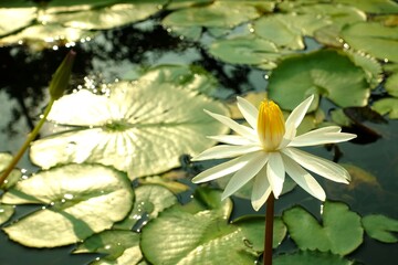 White lotus flower blooming and fish in the pond. 