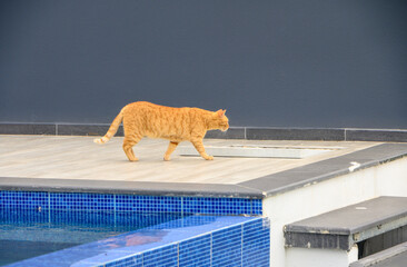 red cat walking near the pool 2