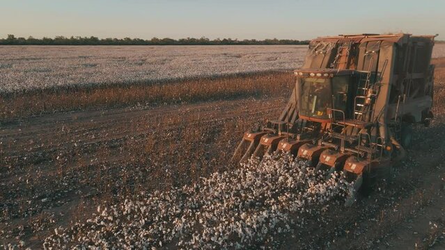 Case IH collector cotton harvest