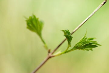 Hawthorn bush branch with young green leaves in summer garden