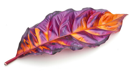 abstract purple dry leaves isolated on a white background tropical dry leaves ,Beautiful yellow purple lips closeup,Collection of multicolored fallen autumn leaves isolated on white background
