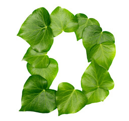 Green ivy leaves in shape alphabet letter D, isolated on white, clipping path
