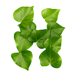 Green ivy leaves in shape alphabet letter H isolated on white, clipping path