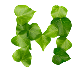 Green ivy leaves in shape alphabet letter M, isolated on white, clipping path