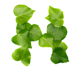 Green ivy leaves in shape alphabet letter N, isolated on white, clipping path